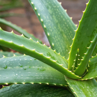 Aloe Vera