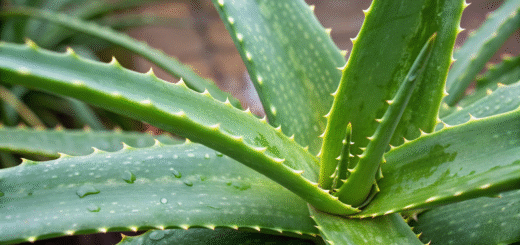 Aloe Vera