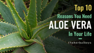 The Herbal Keys, Aloe Vera