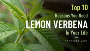 The Herbal Keys, Lemon Verbena