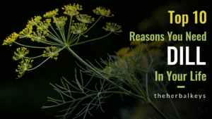 The Herbal Keys, Dill