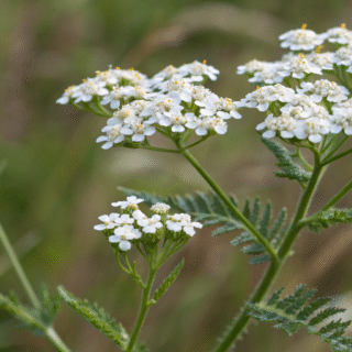 Yarrow