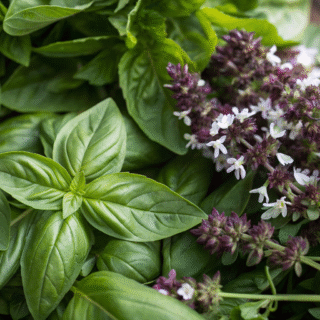 a closeup of basil and flowering herbs