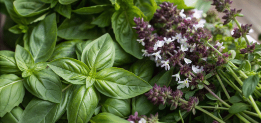 a closeup of basil and flowering herbs