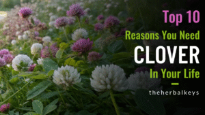 The Herbal Keys, Clover