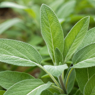 Sage