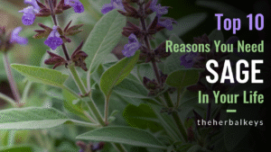 The Herbal Keys, Sage