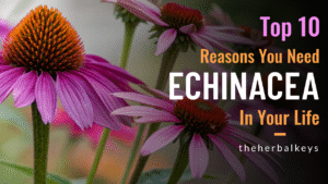 The Herbal Keys Echinacea, Purple Coneflower